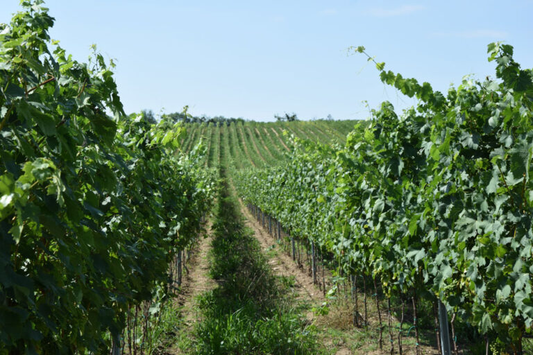 Starostlivosť o pôdu je základom úspešného vinohradníctva