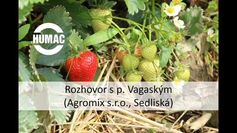 Rozhovor s p. Vagaským (Agromix s.r.o., Sedliská) o účinku prípravku HUMAC Agro na jahodovú plantáž.